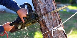 Professional Tree Care in Hilton, NY