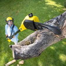 Best Grass Overseeding  in Hilton, NY