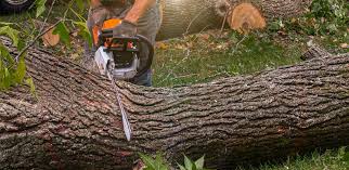 Best Tree Trimming and Pruning  in Hilton, NY
