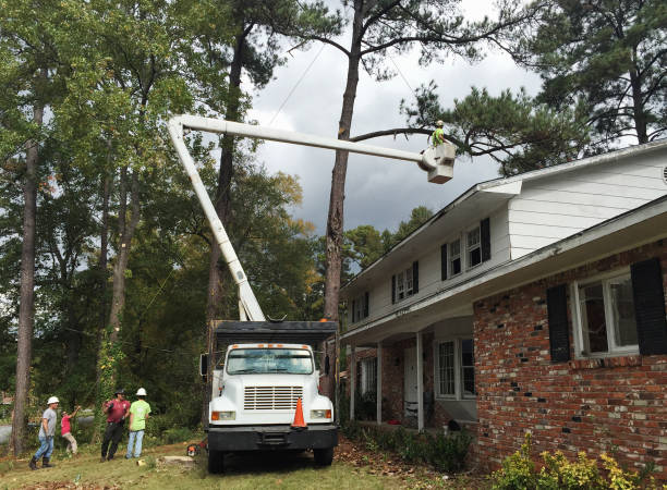 Best Tree Risk Assessment  in Hilton, NY
