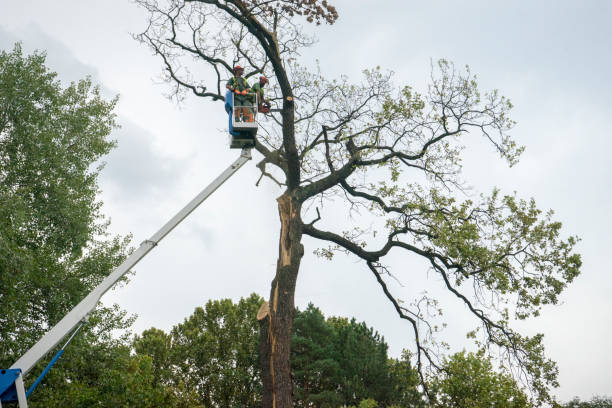Best Root Management and Removal  in Hilton, NY