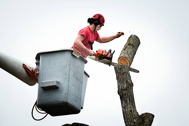 Best Tree Mulching  in Hilton, NY