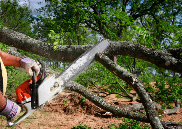 How Our Tree Care Process Works  in  Hilton, NY